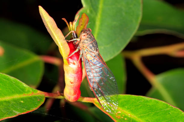 istock Blue-banded Scratcher Cicada, Popplepsalta aeroides 1377111339