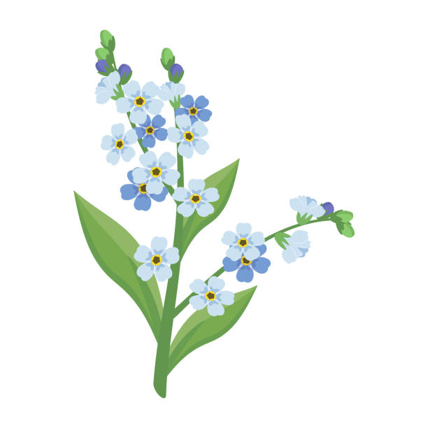 Small blue forget me not flowers with stems and leaves Small blue forget me not flowers with stems and leaves. Field flowering plants. Romantic decoration for wedding and design. Vector flat illustration forget me not stock illustrations