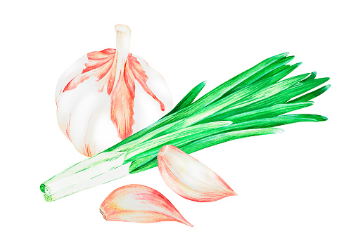 Garlic and green onions. Watercolor vintage illustration. Isolated on a white background. For your design. Suitable for cookbooks, recipes, aprons, kitchen accessories, spice packs.