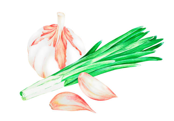 Garlic and green onions. Watercolor vintage illustration.Isolated on a white background.For design. Garlic and green onions. Watercolor vintage illustration. Isolated on a white background. For your design. Suitable for cookbooks, recipes, aprons, kitchen accessories, spice packs. relish green food isolated stock illustrations