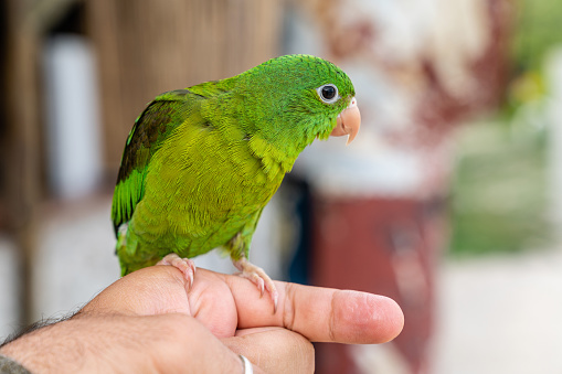 Close up portrait of a green small tropical parrot on its owners finger in Caribbean Coast of Colombia.