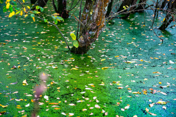 swamp scenery in a forest in Southern Germany at early spring time