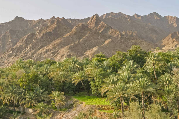 istock Agriculture in Wadi Maydaq, UAE 1377173011