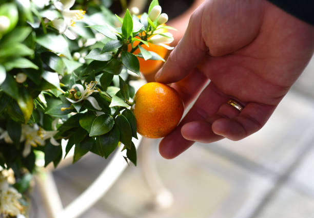 istock Orange fruit in a hand, harvesting 1377205153