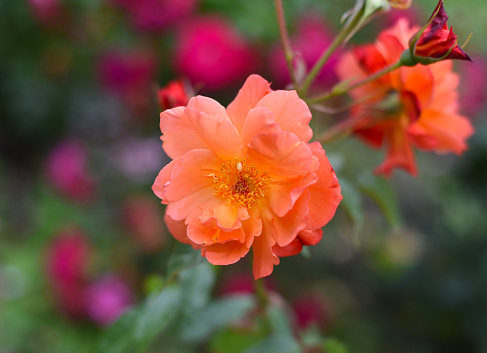 Orange tea rose with leaves on green background