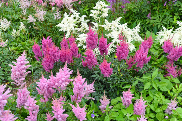 Astilbe variety Montgomery, Kvele, Mont Blanc