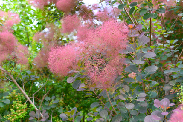 ramo da árvore de skumpia, extremo oriente russo - european smoketree - fotografias e filmes do acervo