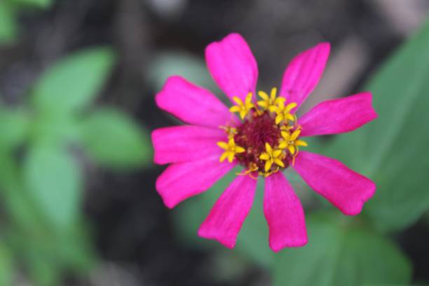 istock Pink zinnia by the roadside 1377217888