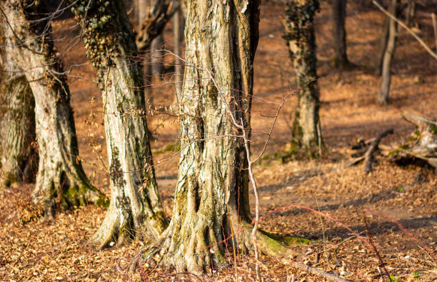 alberi secolari in un paesaggio autunnale - chilean culture chile forest the americas foto e immagini stock