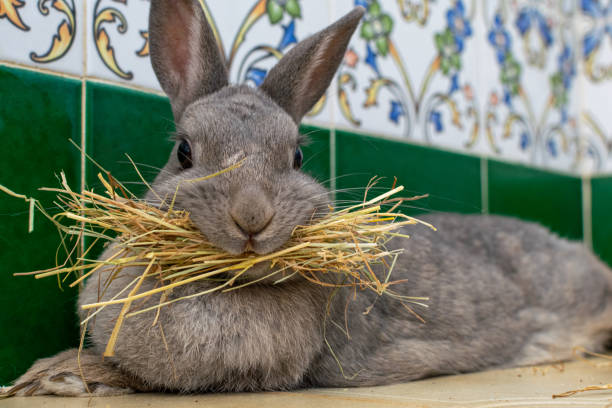 masque covid pour lapin de compagnie lapin - rabbit hairy gray animal photos et images de collection