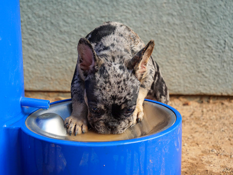 Male French bulldog puppy getting a drink and playing in the water bowl at the dog park.