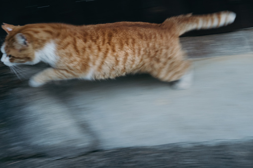 Image of an orange tabby cat rushing away ,Blur