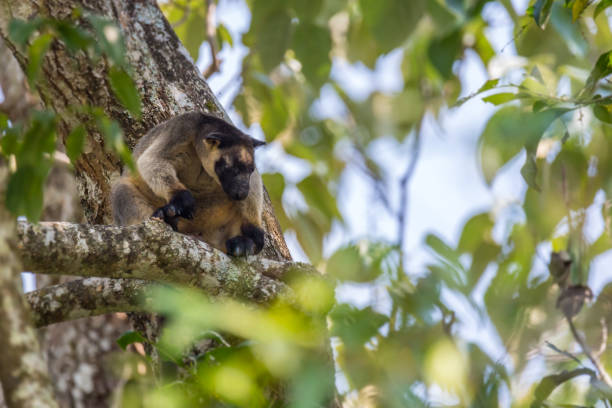 nahaufnahme von lumholtz"u2019s baumkänguru versteckt sich in einem baum, queensland, australien - close to close up leaf tail stock-fotos und bilder