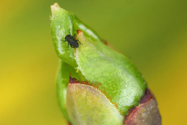 어린 진딧물 (검은 콩 진딧물, 아피스 파배)는 스핀들 (euonymus)에 겨울을 통해 계란에서 부화. - black bean aphid 뉴스 사진 이미지