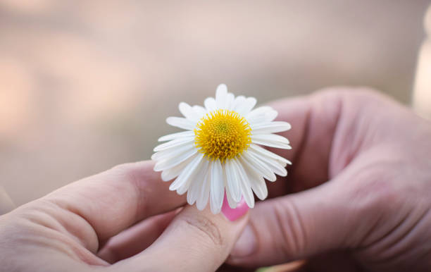 istock a man's hand passes a daisy into a woman's hand 1377281242