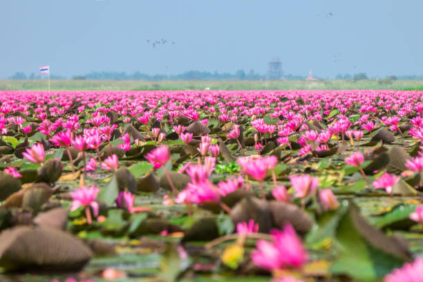 Talay Bua Daeng or Nymphaea pubescens Willd. sea at Nong Han marsh in Kumphawapi district, Udon Thani, Thailand This plant is also called Red water lily, hairy water lily udon thani stock pictures, royalty-free photos & images