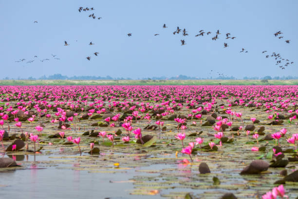 Red water lilies sea and Anatidae at Nong Han marsh The travel destination for tourism in Kumphawapi district, Udon Thani, Thailand udon thani stock pictures, royalty-free photos & images