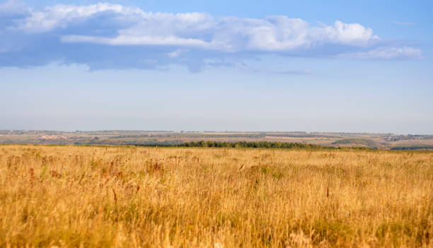 istock Rural landscape yellow field green forests and blue sky 1377286564