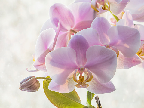 delicate pink orchid on the background of light from the window.