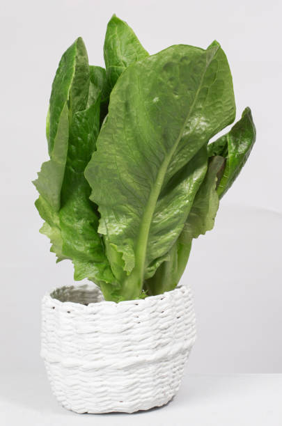 ripe organic green Romano lettuce growing in a pot on a white background