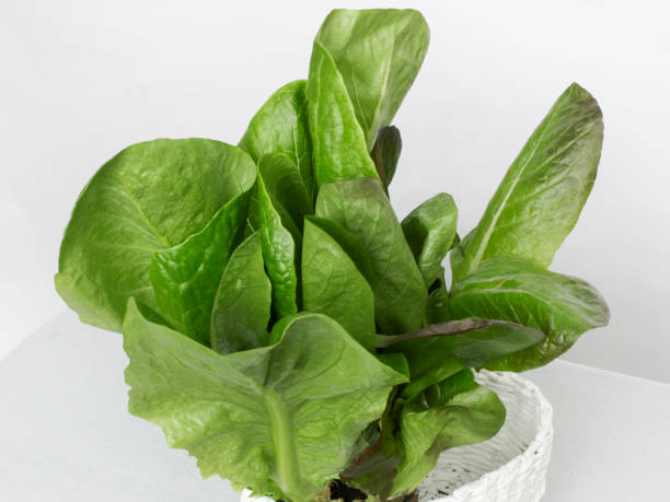 istock ripe organic green romano salad on a white background close-up 1377293485