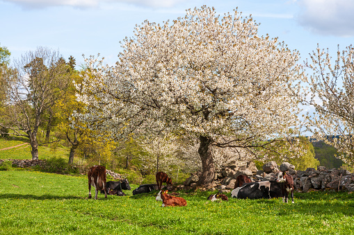Cows with calves under a flowering fruit tree on a meadow