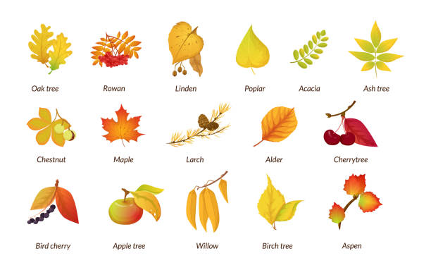 illustrations, cliparts, dessins animés et icônes de ensemble de plantes botaniques d’automne. affiches éducatives de l’herbier sec d’automne noms chêne, rowan, tilleul - chestnut tree leaf tree white background