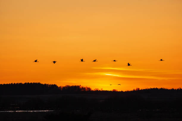 flock of cranes flying in the evening sky - 16019 imagens e fotografias de stock