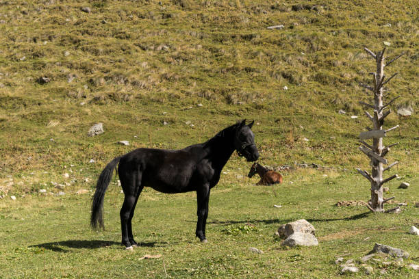 Wild horses like mustangs graze on clean alpine meadows. Blooming meadows against the backdrop of beautiful forest