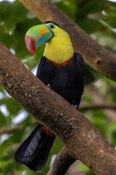 Portrait of a keel-billed toucan, Ramphastos sulfuratus, perched on a large branch, curiously observing what is happening in front of him. The blurred background is provided by green vegetation. Portrait of a keel-billed toucan, Ramphastos sulfuratus, perched on a large branch, curiously observing what is happening in front of him. The blurred background is provided by green vegetation. High quality photo. channel billed toucan stock pictures, royalty-free photos & images