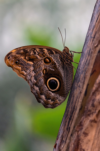 A species of owl butterfly, the forest giant owl, Caligo eurilochus, perched on a tree trunk. This is a very large species of butterfly that lives in South America. High quality photo