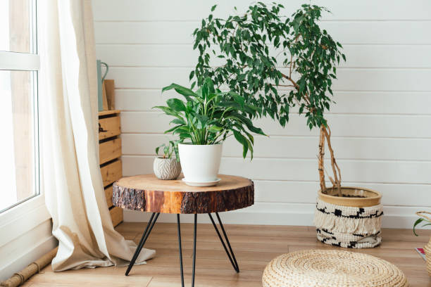 istock Modern interior with plants on wooden table. Cozy interior in boho style. Real photo 1377325758