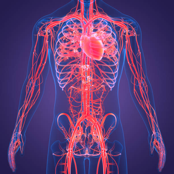 istock Human Circulatory System Heart Anatomy 1377332099