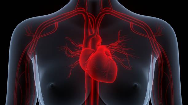 istock Human Circulatory System Heart Anatomy 1377332116