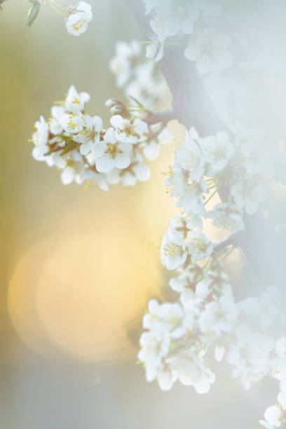 istock Cherry plum or Myrobalan plum flowers. Blooming fruit tree in springtime. 1377341082