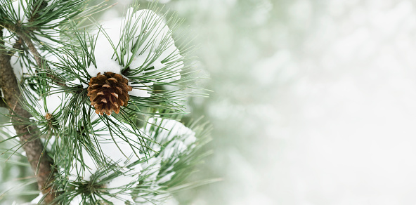 Closeup of pine cone under snow. Winter holiday design with copyspace.