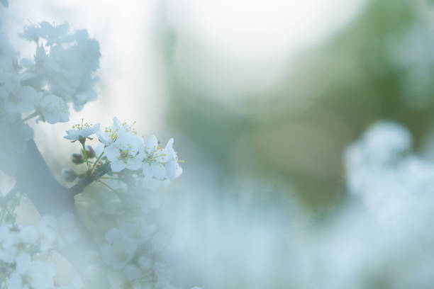 Cherry plum or Myrobalan plum flowers. Blooming fruit tree in springtime.