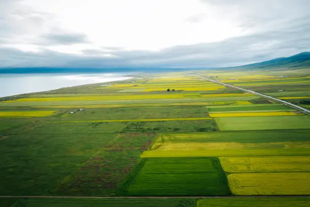 Aerial view of yellow cole flowers flowering in the lakeside of qinghai lake,China
