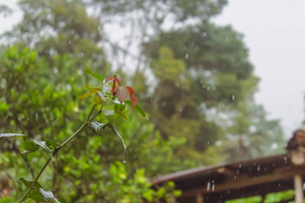 istock Photo of White Rose Stalks. When it rains 1377348076