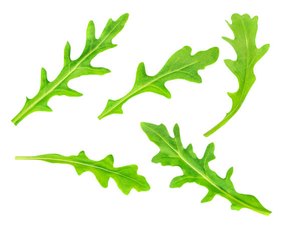 istock Green rucola leaves isolated on white background. Fresh arugula collection. Pattern