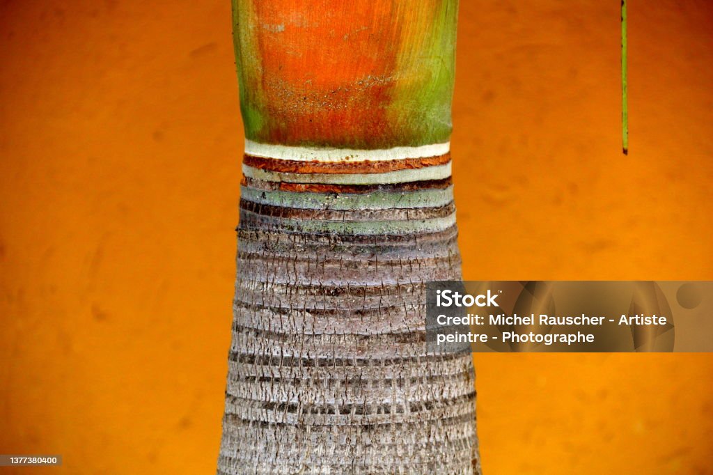 Palm tree in the tropics Abstract Stock Photo