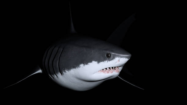 istock The great white shark image is taken from a beautiful angle. 1377397264