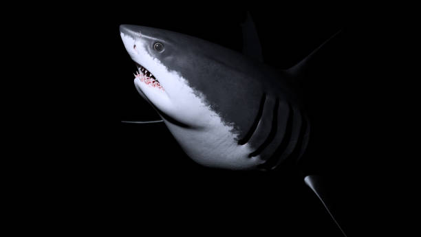 istock The great white shark image is taken from a beautiful angle. 1377397274