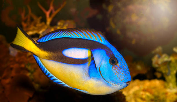 istock Closeup of a blue tang surgeonfish 1377404915