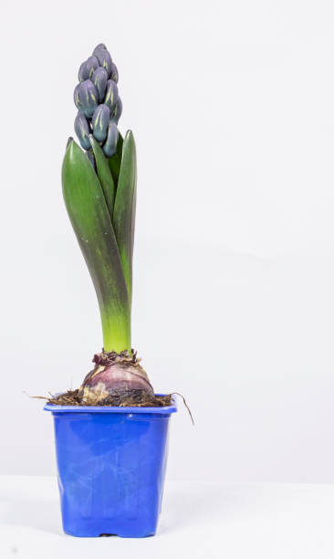 istock hyacinth flower growing in a blue pot on a white background 1377404919