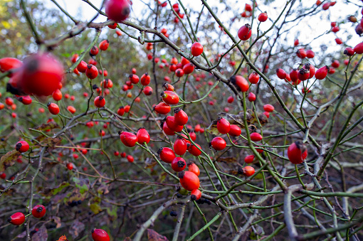 Japanese winterberry ( Ilex serrata ) berries. Aquifoliaceae deciduous shrub. Pale purple flowers bloom in early summer and red berries ripen from autumn to winter.