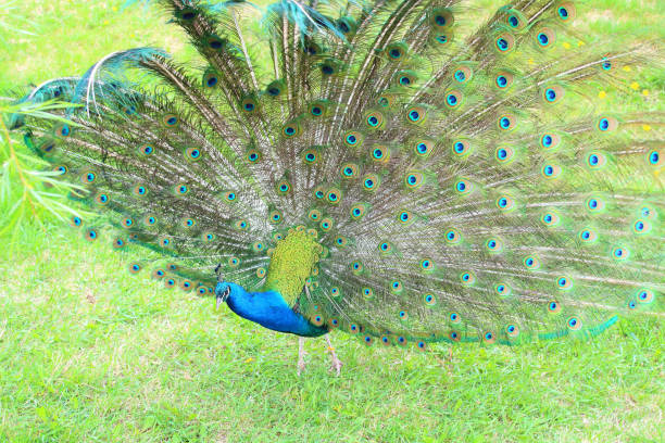 An Indian peafowl on display at the Los Angeles County Arboretum.