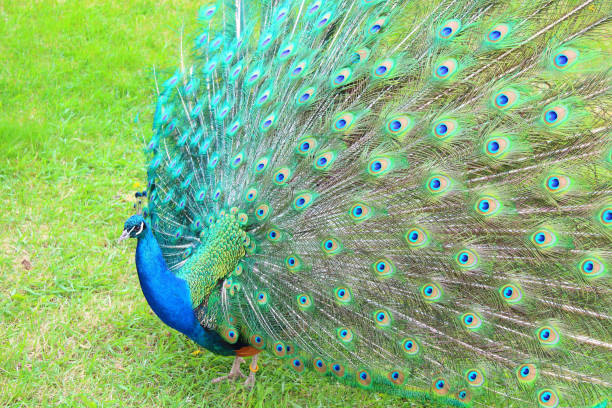 istock A beautiful peacock with an opening tail. Close-up. Background. 1377409116