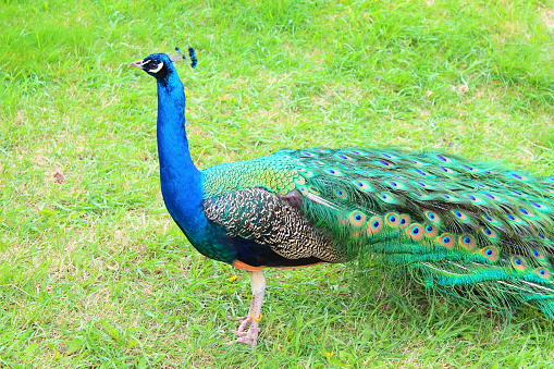 A beautiful blue peacock with a long tail. Close-up. Side view.