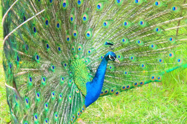 A beautiful peacock with an opening tail. Close-up. Background.